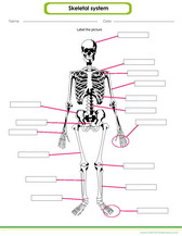 Label parts of the human skeleton worksheet pdf