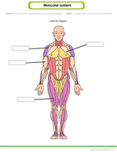 the muscular system pdf worksheet for kids pdf