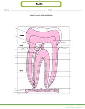Label the parts of a tooth worksheet pdf. Diagram for kids science activity