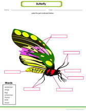 label the parts of a butterfly pdf worksheet for kids