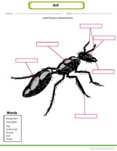 label the parts of an ant pdf worksheet for kids