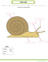 label the parts of a snail worksheet pdf