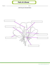 label the parts of a flower worksheet for children, free download