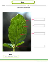 learn to draw and label parts of a leaf worksheet, midrip, vein, blade etc