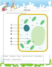 labeled plant cell diagram for kids